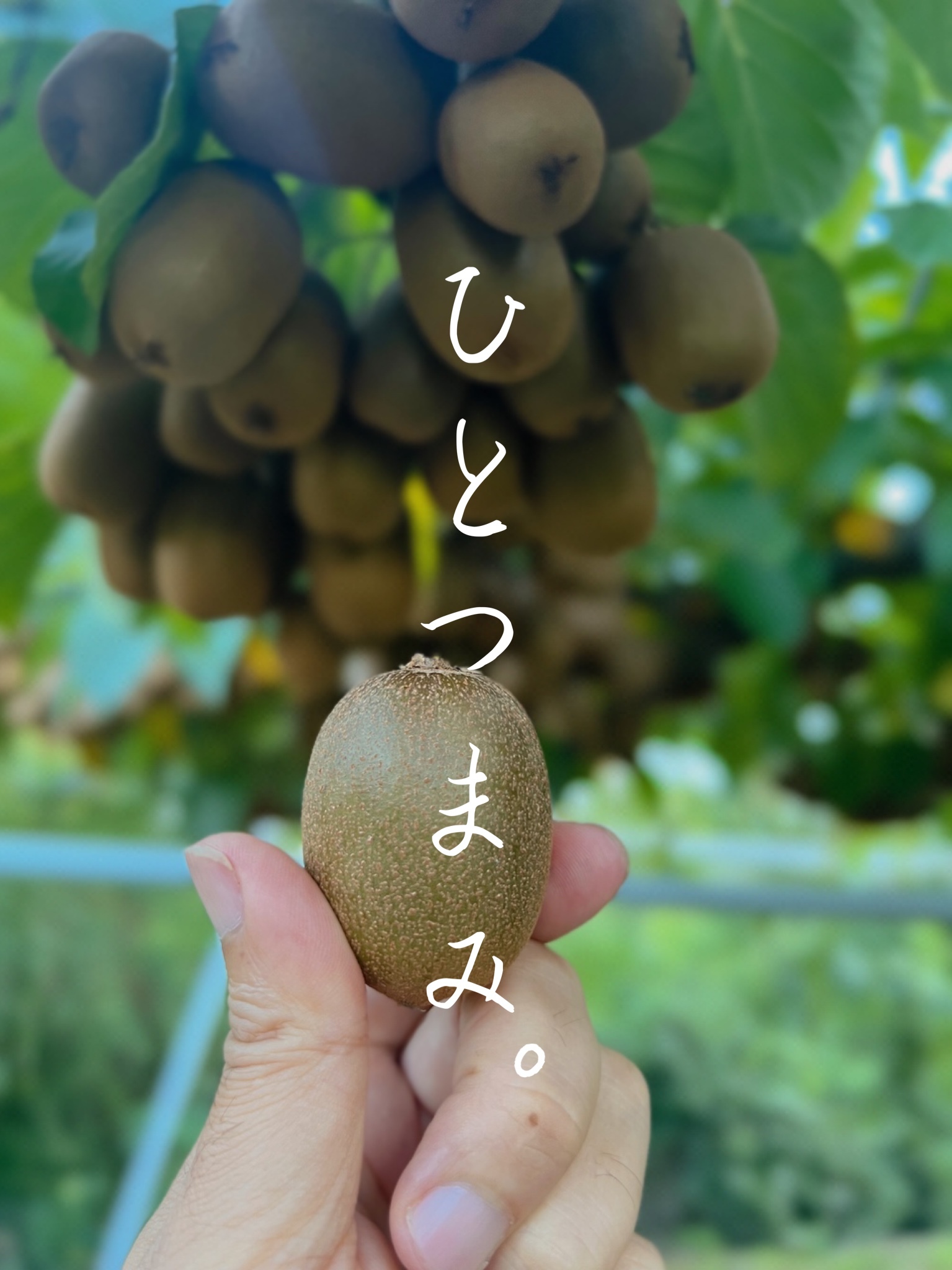 キウイボムのさぬきキウイっこ®︎「ひとつまみ。」3kg箱(バラ)}